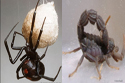 Spider and Scorpion Antivenoms